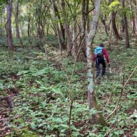 沢を渡ってからも踏み跡ははっきりしない