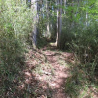 古道の山道