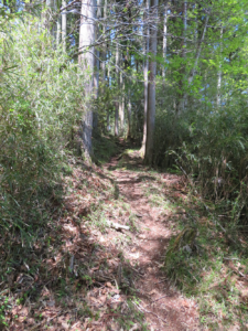 古道の山道