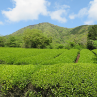 茶畑と矢倉岳