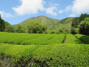 茶畑と矢倉岳