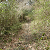 平坦な山道。ところどころ石畳の石が残る