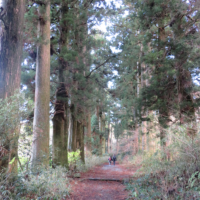 芦ノ湖畔の杉並木は約400本の杉の巨木で街道の両側に連なっており、街道の並木は道幅の特定のほか夏の日差しや冬の風雪から旅人を守るために植えられたという。