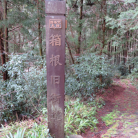 旧道から須雲川の枝沢に下りる。沢を渡れば大澤坂