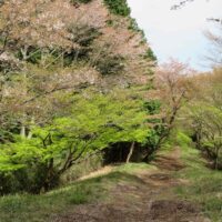 早春はツバキ。春は桜。秋にはモミジが美しい。