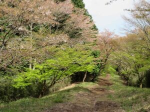 早春はツバキ。春は桜。秋にはモミジが美しい。