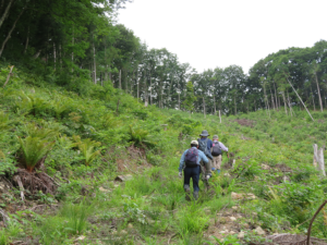 衣川林道から高倉山(左)へ