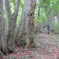 高倉山からの尾根道を四体地蔵へ向かう