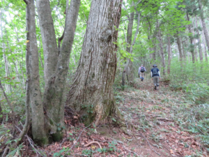 高倉山からの尾根道を四体地蔵へ向かう