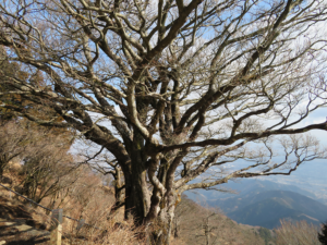 頂上上社の「御神木」