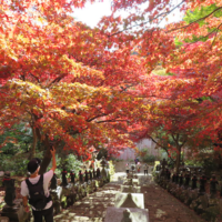 大山寺の紅葉