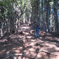 大山南尾根の山道