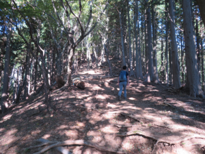 大山南尾根の山道