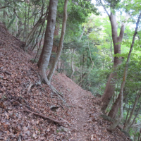 様々な樹木に囲まれた道