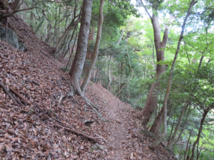 様々な樹木に囲まれた道