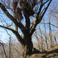 南尾根山桜