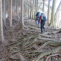 木の根の道を行く