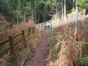 キャンプ場跡地