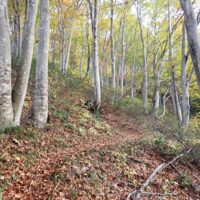 ブナ林の中に続く登山道。十合目までブナ林が続く