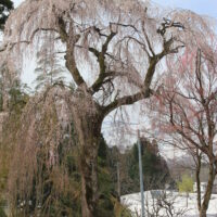 善正寺跡しだれ桜
