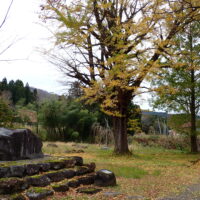 善正寺跡の大イチョウ