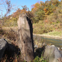 3000年前のブナの立木