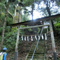 八幡坂から鳥居を潜って石段を登ると神社、御神木の夫婦欅がある