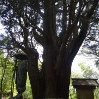 樹齢1000年以上とされる杉で、この杉の下で空海が野宿をしたと伝えられています。