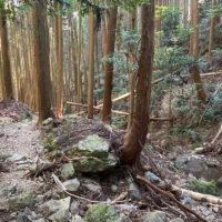 谷沿いの道