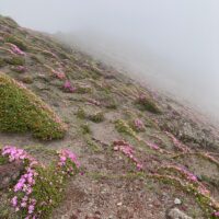 お鉢の内側斜面のミヤマキリシマ