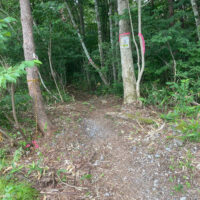 太い林道を行かず、林に入るこの道へ