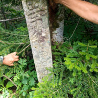 七合目付近石標