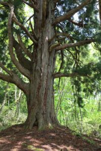 一本杉。白木峠に至る山道において、幹周りや枝振りが威風堂々の巨木が一本杉（天然杉）です。