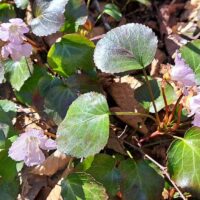 三角点の少し先の下り坂、春にはイワウチワの花が咲き乱れる