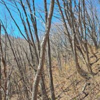 白馬側は急で険しい尾根道が多いが、峠から鬼無里側に下ると傾斜が緩くなる