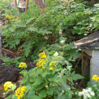 五合五夕目　三十六童子石祠