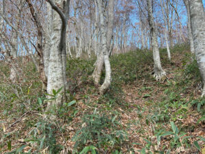 二股に分かれる