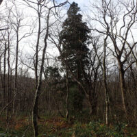 秣森お助け小屋跡一本杉（秣森お助け小屋の近くにそびえる一本杉）