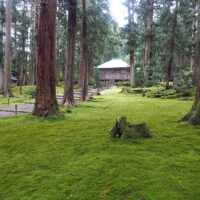 平泉寺の境内は杉の巨木の間に敷き詰められたビロードのような緑の苔でおおわれています。司馬遼太郎は「街道を行く・18越前の諸道」で絶賛しています。苔の種類は主にスギゴケとヒノキゴケだそうです。