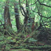 白谷雲水峡・苔の森