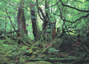 白谷雲水峡・苔の森