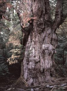大株歩道・縄文杉