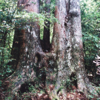 楠川詣所・三本杉
