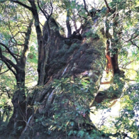 淀川大杉