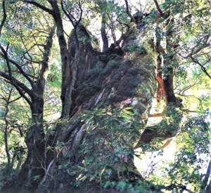 淀川大杉