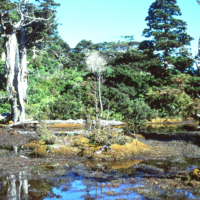 小花之江河