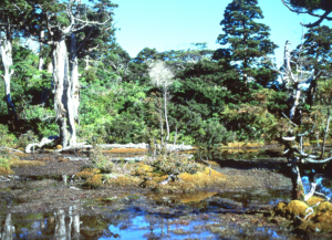 小花之江河