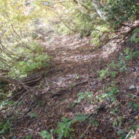 牛も通った歩き易い道