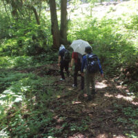 木漏れ日の水平道。スギ林の中、途中石垣も残る
