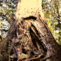 万代杉（タナヨケ歩道）